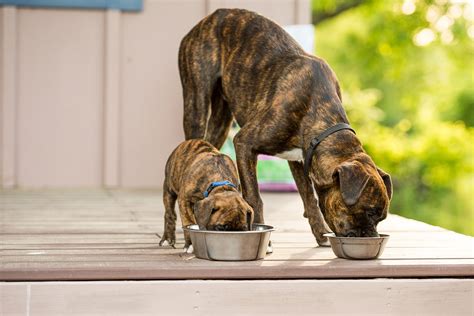 Tips For Feeding Multiple Dogs Nutrena