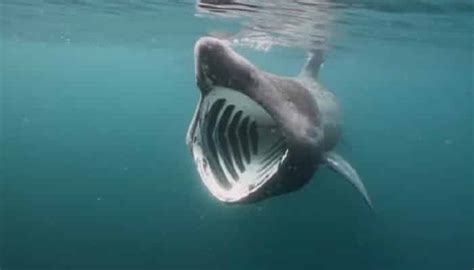 A large fish that has sharp teeth and a pointed fin on its back: Tiburón Peregrino: Características, Hábitat, Alimentación ...