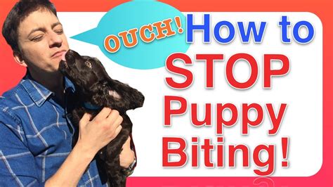 How To Train A Puppy To Stop Biting Youtube