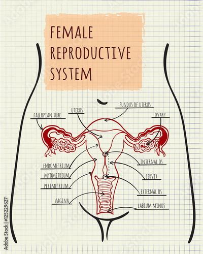 Diagram Of The Female Reproductive System Stock Vector Adobe Stock