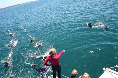 Seal And Dolphin Swim Tour Australia Activities In Australia