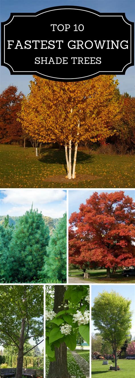10 Fast Growing Shade Trees For Your Yard