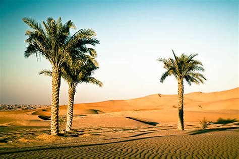 Royalty Free Arabia Desert Middle East Palm Tree Pictures Images And