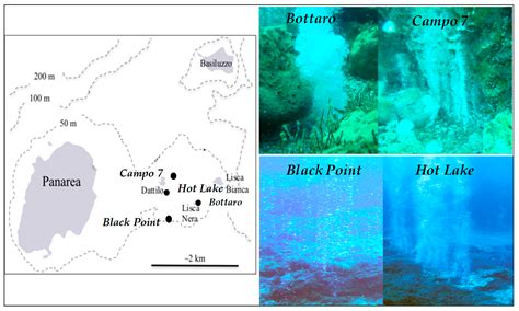 Food Web Of Deep Sea Vent Community