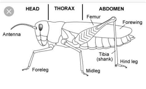 30 Diagram Of A Grasshopper With Label Labels Design Ideas 2020
