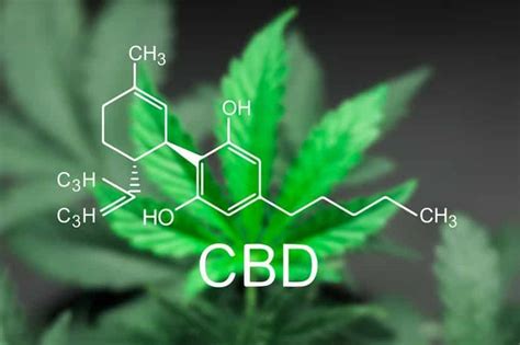 Cbd And The Endocannabinoid System What It Is And Why It Matters