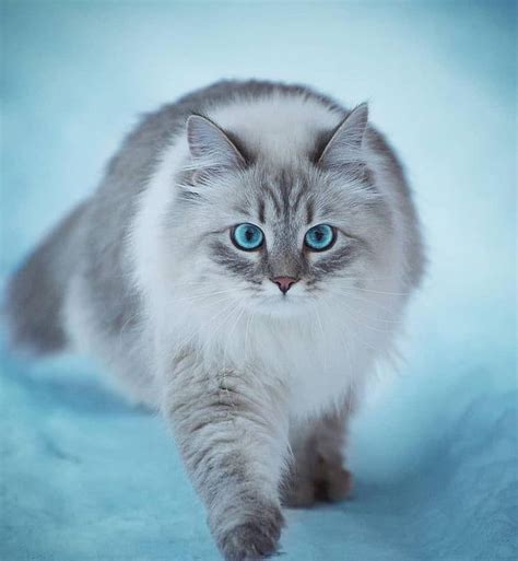 Names for cats with blue eyes. Pin on Cats