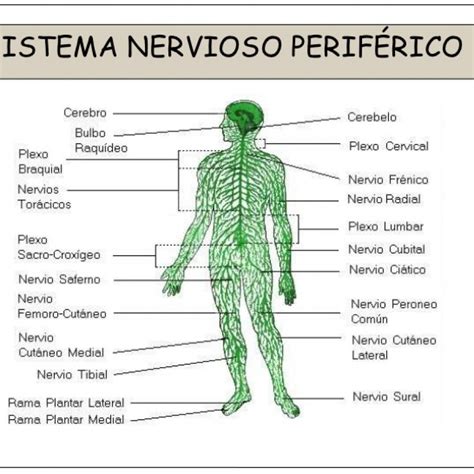 Partes Del Sistema Nervioso Y Sus Funciones