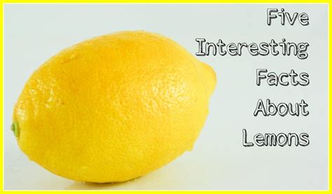 Five Interesting Facts About Lemons Fun Facts Facts Drinking Warm