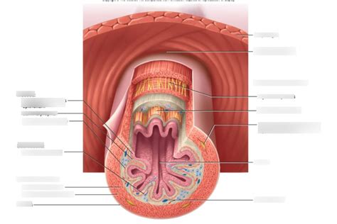 Alimentary Canal Histology Diagram Quizlet