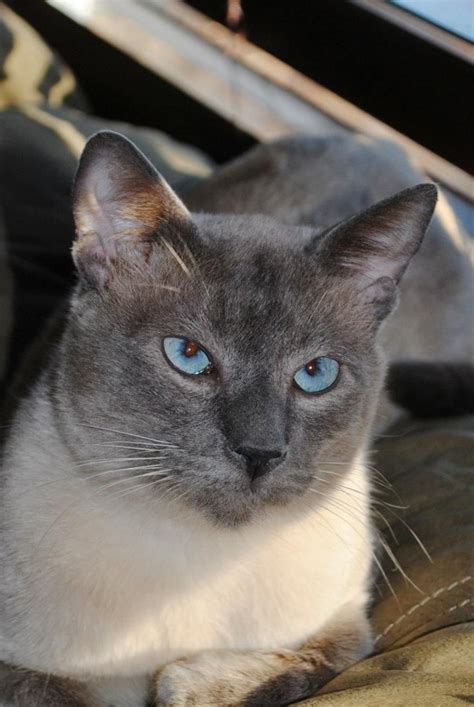Seal Point Siamese Cats For Adoption Jerrell Stuckey
