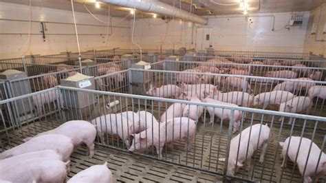 Why Are All The Pig Farms Exploding Pig Farming Pig Pig Feeder