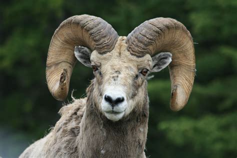 Mountain Animals With Big Horns
