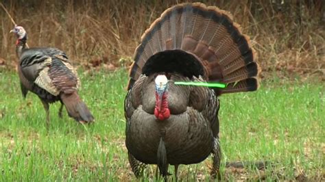 How Effective Is A Head Shot On A Turkey With A Bow Watch This