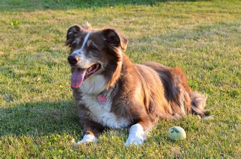 How to treat dog food allergies. How to help your dog fight seasonal allergies | Natural Dog Owner