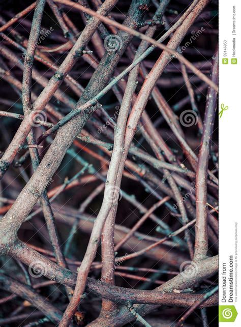 Twig Pile Stock Image Image Of Branches Close Trunk 59146953