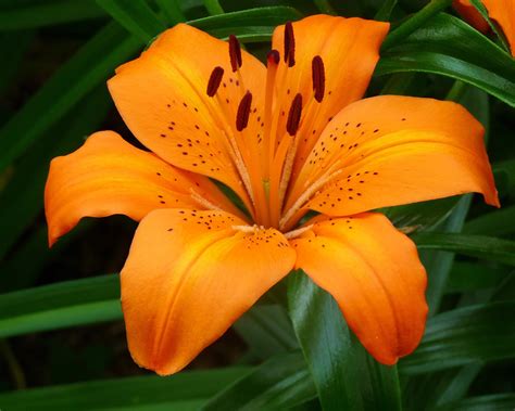 Tiger Lily Flower Pictures Beautiful Flowers
