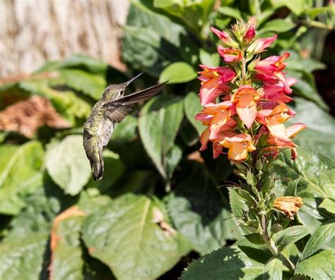 When To Stop Feeding Hummingbirds In The Fall Hummingbirds Info