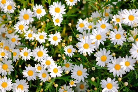 Daisy Flower Meaning And Symbolism In The Langauge Of Flowers Petal