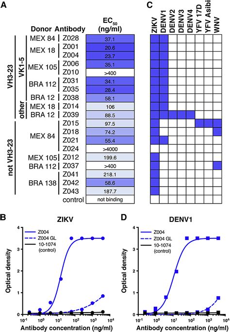 recurrent potent human neutralizing antibodies to zika virus in brazil and mexico cell