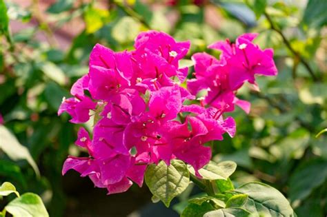 Premium Photo Bright Pink Bougainvillea Flower