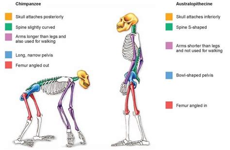 Figure 212 A Comparison Of Ape And Hominid Skeletons