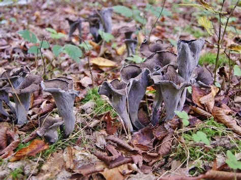 Tout Savoir Sur Le Champignon Trompette De La Mort Potager City