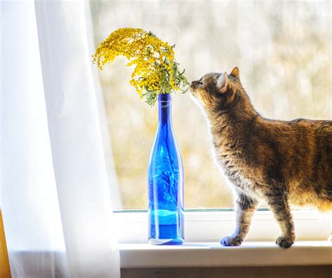 Czemu Koty Boją Się Ogórków - Cat Paw - Home | Facebook