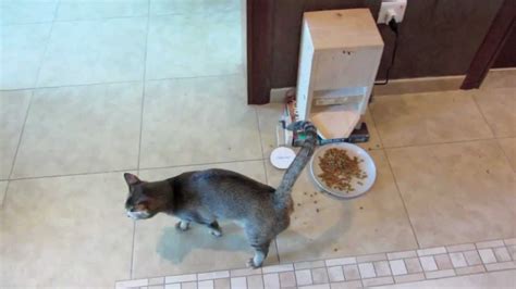 Naturally, for my vacation, i combined the best of both worlds and had one of the neighbours watching my cats. Homemade Automatic Cat Feeder - YouTube