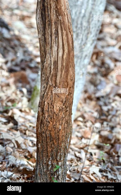 Tree With Deer Rub Marks Caused By A White Tailed Deer Odocoileus