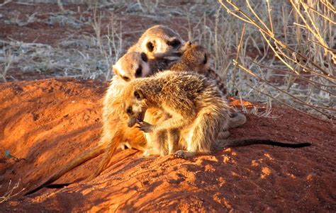 South Africa Meerkats At Bedtime