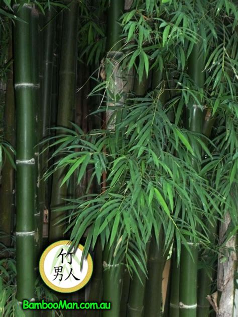 Bambusa Nana Thai Silk Bamboo Whitsunday
