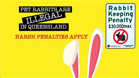 Why Pet Rabbits Are Banned In Queensland Youtube