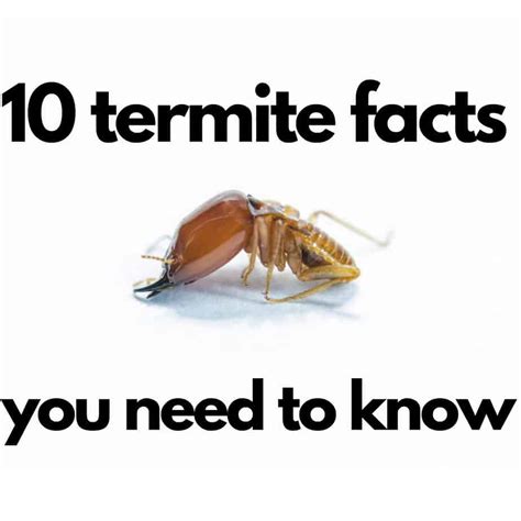 10 Fascinating Termite Facts You Need To Know Gold Coast Pest Inspector