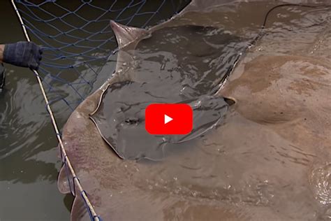 Jeremy Wade Lands 400 Pound Giant Freshwater Stingray That Gives Birth
