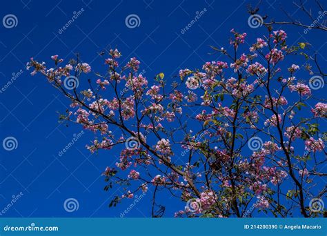 Detail Of A Pink Ipe With Blue Sky Stock Photo Image Of Landscape