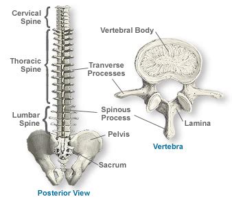 The inside parts of a bone are hollow. -->Grade 6 - Miss Lalli health education
