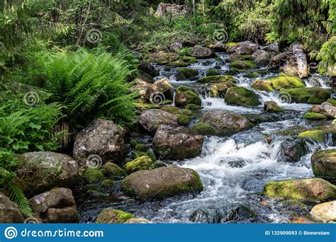 Small Stream In A Green Forest Stock Image Image Of Beautiful