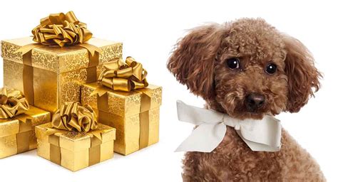Besides good quality brands, you'll also find plenty of discounts when you shop for poodle lover during big sales. Poodle Gifts - The Best Presents for Poodle Lovers