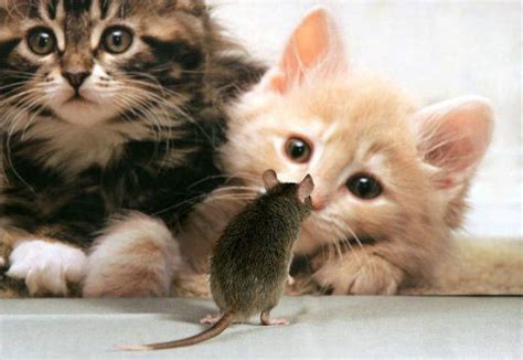 Funny Cat And Mouse Pictures Pets Cute And Docile