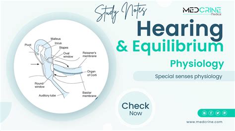 Physiology Of Hearing And Equilibrium Medcrine