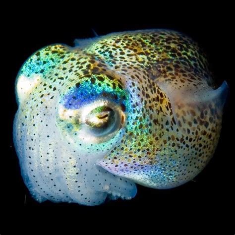 Luminous Creatures Glowing Deep Sea Creatures