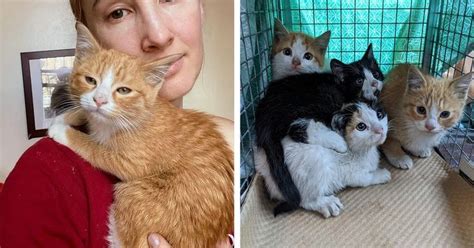Kitten Rescued Alongside His Siblings Shyest Of The Litter Turns Out