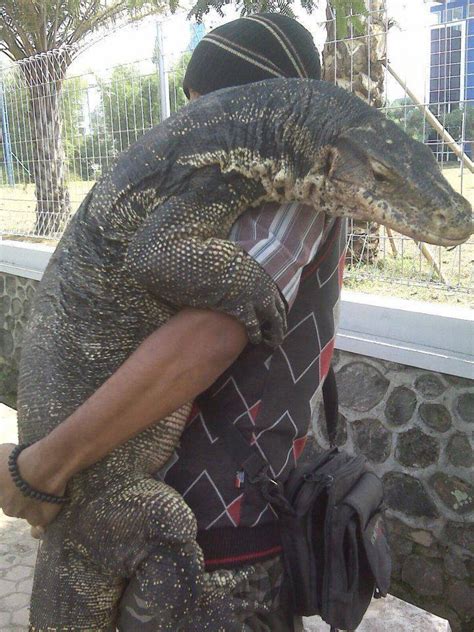 It is listed as least concern on the iucn red list. Water Monitor | Cute Animals | Know Your Meme