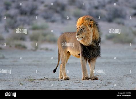Big Male African Lion Panthera Leo In Late Afternoon Light
