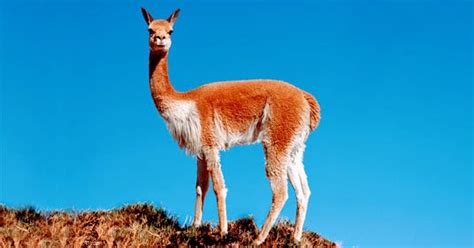 Animales y Plantas de Perú PLAAN