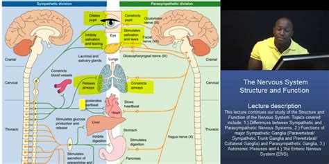 One of the three parts of the autonomic nervous system, along with the enteric and parasympathetic systems. DAT: The Nervous System - Part 2 - Sympathetic vs ...