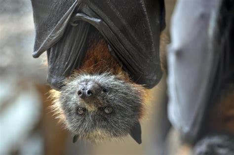 227 Bat Names Best Guide For 2023 🦇 Blog Of Tom