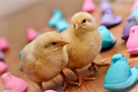 Chillin With My Peeps Peeps Photo Cute Animals