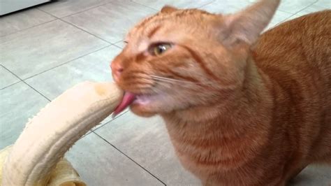 Mao The Cat Eating A Banana Cute Memes Orange Tabby Cats Tabby Cat